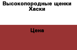 Высокопородные щенки Хаски  › Цена ­ 15 000 - Ростовская обл., Новошахтинск г. Животные и растения » Собаки   . Ростовская обл.